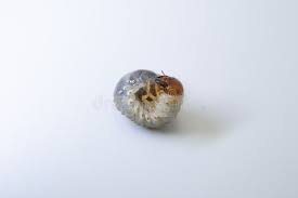 Attēlu rezultāti vaicājumam “Melolontha melolontha imago”