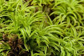 Attēlu rezultāti vaicājumam “Atrichum flavisetum”