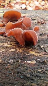 Attēlu rezultāti vaicājumam “Vouauxiomyces santessonii”