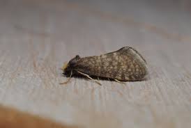 Attēlu rezultāti vaicājumam “Taleporia tubulosa”