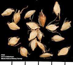 Attēlu rezultāti vaicājumam “Scirpus sylvaticus fruit”