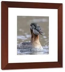 Attēlu rezultāti vaicājumam “Podiceps grisegena adult”