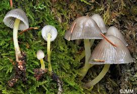 Attēlu rezultāti vaicājumam “Mycena viscosa”
