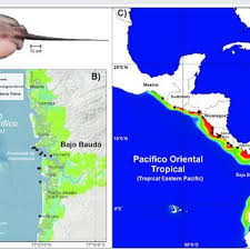 Image result for Styracura pacifica