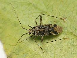 Attēlu rezultāti vaicājumam “Phytocoris sp.”