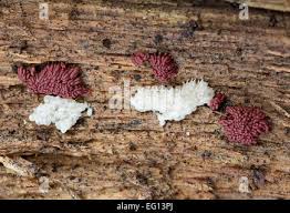 Attēlu rezultāti vaicājumam “Arcyria stipata spores”