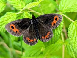 Attēlu rezultāti vaicājumam “Erebia aethiops”