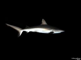 Image result for Carcharhinus amblyrhynchos