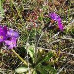 Attēlu rezultāti vaicājumam “Primula farinosa leaf”