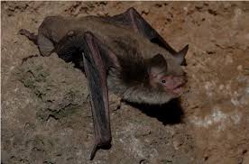 Attēlu rezultāti vaicājumam “Myotis daubentonii”