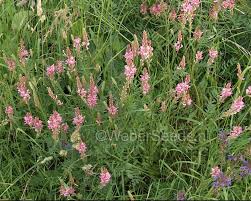 Image result for Onobrychis viciifolia