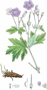 Attēlu rezultāti vaicājumam “Geranium sylvaticum leaf”