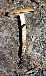 Attēlu rezultāti vaicājumam “Trichia ambigua spores”