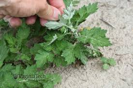 Attēlu rezultāti vaicājumam “Artemisia vulgaris bud”