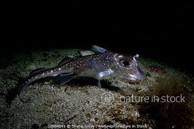 Image result for Hydrolagus colliei