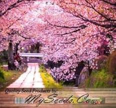 Attēlu rezultāti vaicājumam “Prunus (sakura)”