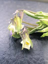 Attēlu rezultāti vaicājumam “Viola uliginosa bud”