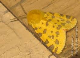 Attēlu rezultāti vaicājumam “Rhyparia purpurata”