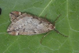 Attēlu rezultāti vaicājumam “Alsophila aescularia”