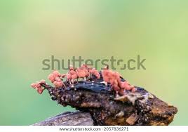 Attēlu rezultāti vaicājumam “Arcyria affinis stalked”