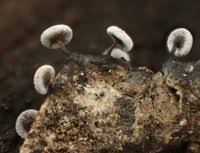 Attēlu rezultāti vaicājumam “Didymium clavus”