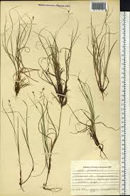 Attēlu rezultāti vaicājumam “Carex globularis”