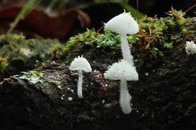 Attēlu rezultāti vaicājumam “Mycena belliarum”