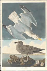 Attēlu rezultāti vaicājumam “Larus argentatus adult”