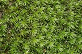 Attēlu rezultāti vaicājumam “Dichodontium pellucidum macro”