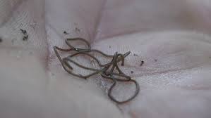 Attēlu rezultāti vaicājumam “Nematomorpha”