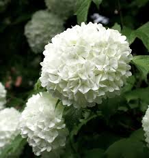 Attēlu rezultāti vaicājumam “Viburnum opulus flower”