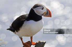 Image result for Fratercula arctica