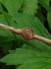 Attēlu rezultāti vaicājumam “Lasioptera rubi”