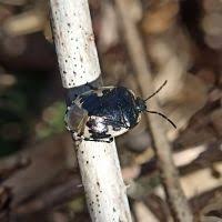 Attēlu rezultāti vaicājumam “Tritomegas bicolor nymph”