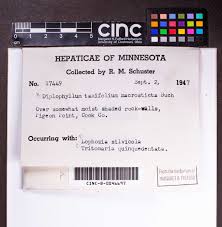 Attēlu rezultāti vaicājumam “Trilophozia quinquedentata”