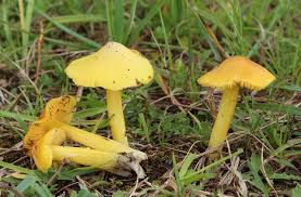 Attēlu rezultāti vaicājumam “Hygrocybe acutoconica”