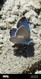 Attēlu rezultāti vaicājumam “Cyaniris semiargus female”