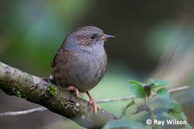 Attēlu rezultāti vaicājumam “Prunella modularis”