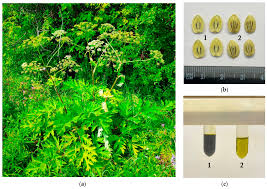 Attēlu rezultāti vaicājumam “Heracleum sphondylium subsp. sibiricum fruit”