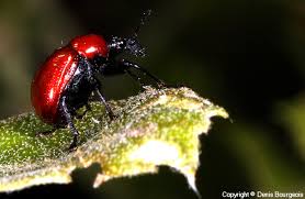 Attēlu rezultāti vaicājumam “Attelabus nitens”