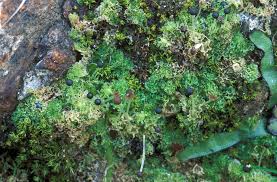 Attēlu rezultāti vaicājumam “Fossombronia wondraczekii sporophyte”