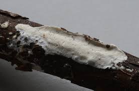 Attēlu rezultāti vaicājumam “Antrodiella semisupina”