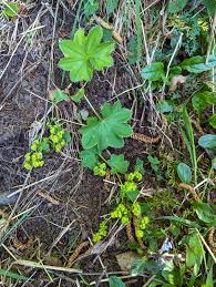 Attēlu rezultāti vaicājumam “Alchemilla vulgaris aggr. leaf”