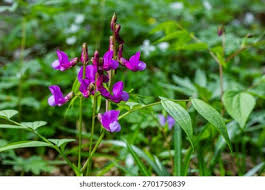 Attēlu rezultāti vaicājumam “Lathyrus vernus”