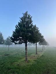 Attēlu rezultāti vaicājumam “Pinus”