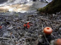 Attēlu rezultāti vaicājumam “Microstoma protracta”