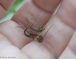 Attēlu rezultāti vaicājumam “Siphlonurus male”