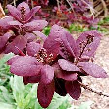 Attēlu rezultāti vaicājumam “Cotinus coggygria”