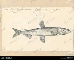 Image result for Osmerus eperlanus