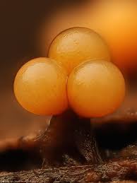 Attēlu rezultāti vaicājumam “Oligonema flavidum”